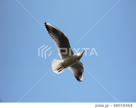 飛ぶユリカモメ 98056968