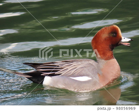 鳴くヒドリガモのオス 98056969