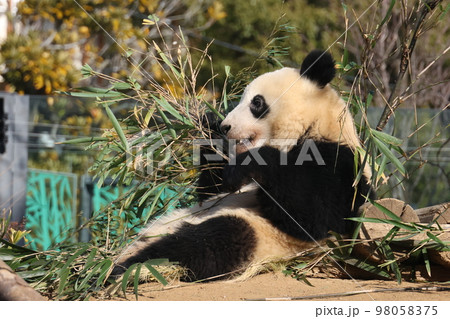 パンダ パンダ 98058375