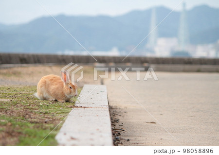 広島県多くの島の野うさぎと遊ぶ 広島県多くの島の野うさぎと遊ぶ 98058896