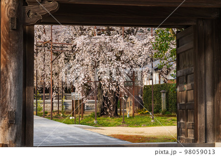 春の行福寺、満開のしだれ桜〈愛知県豊田市〉 98059013