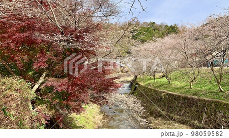 秋晴れの青空と四季桜・紅葉の共演　〈川見四季桜の里/愛知県豊田市〉 98059582