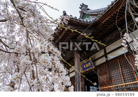 春の行福寺、満開のしだれ桜〈愛知県豊田市〉 春の行福寺、満開のしだれ桜〈愛知県豊田市〉 98059589
