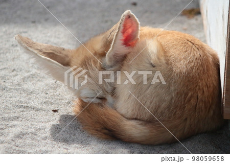 伊豆シャボテン公園のかわいいフェネック 98059658