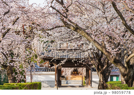 春の行福寺、満開のしだれ桜〈愛知県豊田市〉 98059778