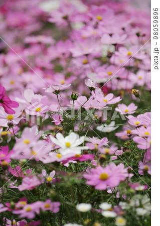 a daisy flowers on back ground of the season landscape. a daisy flowers on back ground of the season landscape. 98059896