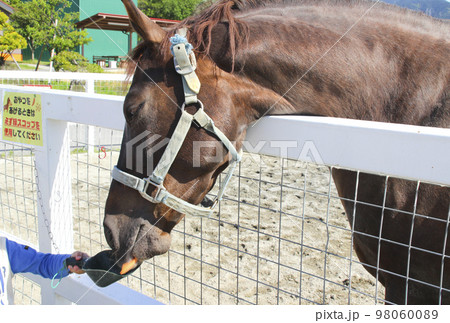 子供からエサをもらう馬 98060089
