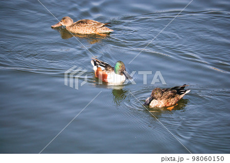 池で泳ぐ渡り鳥の可愛いカモ 98060150