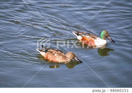 池で泳ぐ渡り鳥の可愛いカモ 池で泳ぐ渡り鳥の可愛いカモ 98060151