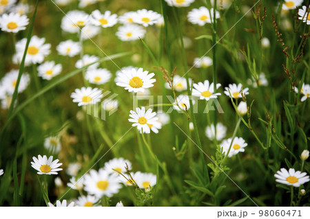 Wild daisy flowers growing on meadow, white chamomiles on green grass background. Oxeye daisy, Leucanthemum vulgare, Daisies, Dox-eye, Common daisy, Dog daisy, Gardening concept. Wild daisy flowers growing on meadow, white chamomiles on green grass background. Oxeye daisy, Leucanthemum vulgare, Daisies, Dox-eye, Common daisy, Dog daisy, Gardening concept. 98060471