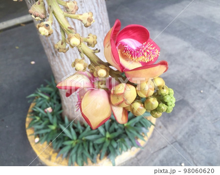 ホウガンノキ（美しくも妖艶な南国の花） 98060620