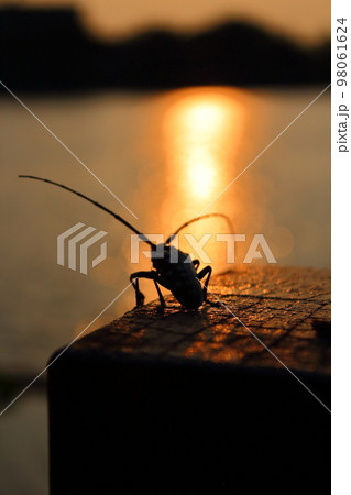 バグ 昆虫 苦悩 98061624