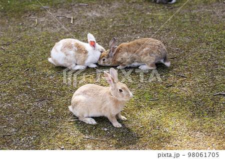 大久野島のウサギ　うさぎ島　広島観光スポット　瀬戸内海国立公園　 98061705
