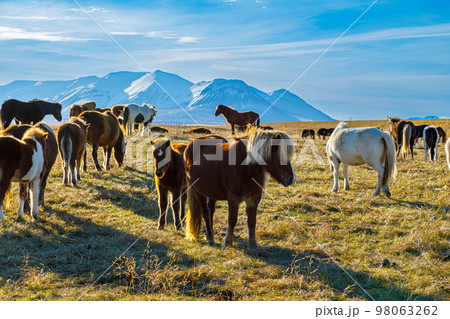 Autumn scenery with typical Icelandic horses in the north of Iceland Autumn scenery with typical Icelandic horses in the north of Iceland 98063262