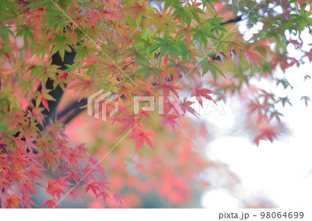 色鮮やかな紅葉 98064699