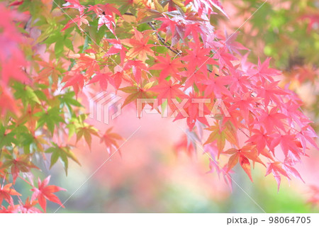 色鮮やかな紅葉 色鮮やかな紅葉 98064705