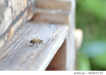 巣箱と日本ミツバチ 98064735