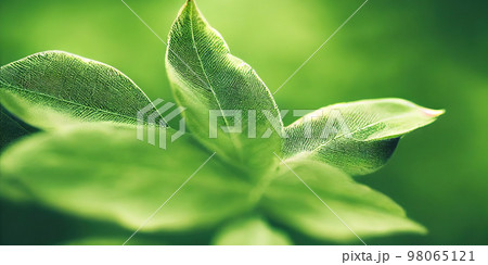 Green leaf background close up view. Nature foliage abstract. Beautifule leave texture. 98065121