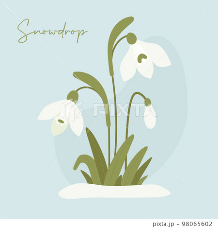 Blooming bouquet of spring snowdrop flowers in snow. Gentle forest white flower common snowdrop. Vector illustration. 98065602