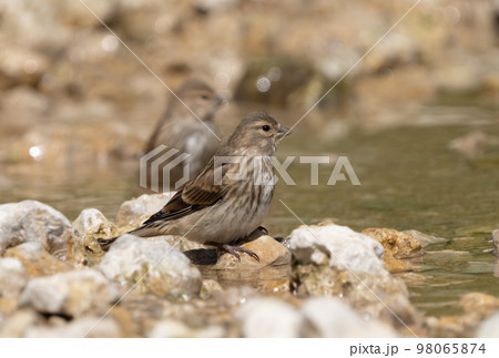 Female Acanthis cannabina flew to a watering place on a rocky riverbank on a hot summer day 98065874