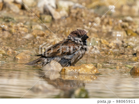 Sparrow bird swims in the water on a rocky riverbank on a hot summer day 98065911