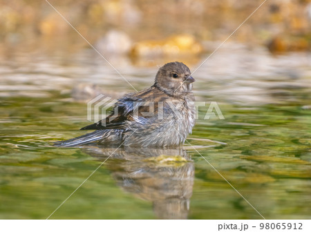 Female Acanthis cannabina flew to a watering place on a rocky riverbank on a hot summer day 98065912