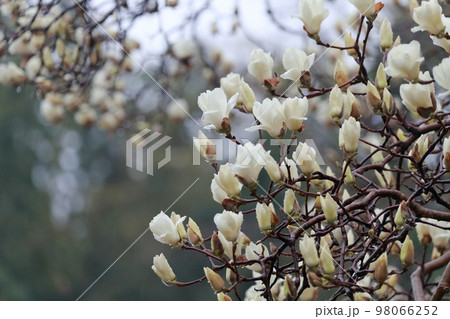 春の訪れを感じるハクモクレン（白木蓮　名古屋市農業センター　愛知県 名古屋市） 98066252
