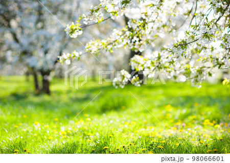 Blooming cherry blossom tree garden in spring. Blooming cherry blossom tree garden in spring. 98066601