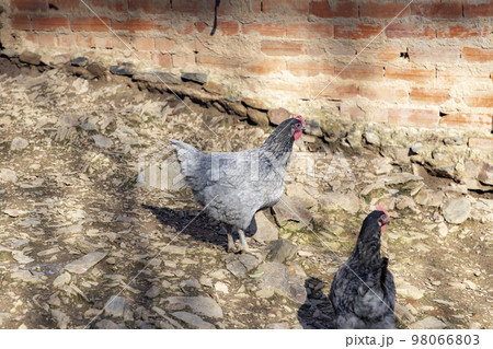 Chicken. Land with loose chickens. Horizontal photography. Chickens on an organic poultry farm. 98066803