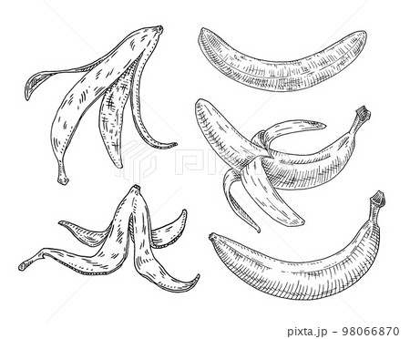 Fresh banana. Whole, half peeled and unpeeled fruits. Vintage engrave black monochrome illustration. Isolated on white Fresh banana. Whole, half peeled and unpeeled fruits. Vintage engrave black monochrome illustration. Isolated on white 98066870