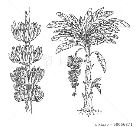 Palm fresh banana with branch and flower. Vintage vector engraving black monochrome 98066871