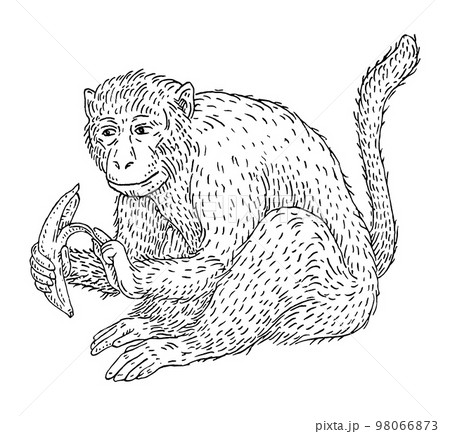 Monkey holding fresh banana. Vintage black engraving illustration 98066873