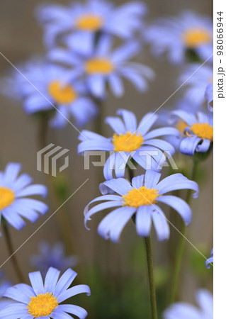 ブルーデージー 0003 ブルーデージー 0003 98066944