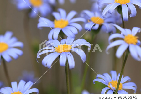 ブルーデージー　0004 98066945