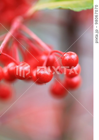 万両 0019 万両 0019 98067070