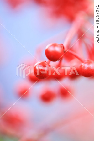 万両 0020 万両 0020 98067071
