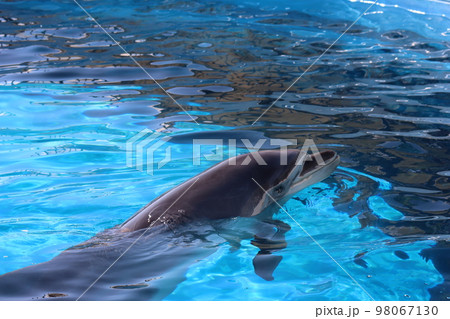1頭のイルカが水族館のプールで泳ぐ風景 98067130
