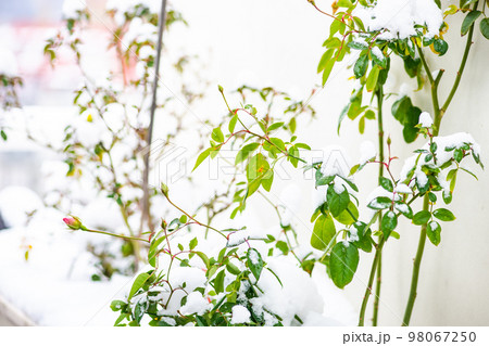 Rose flower bud in the garden Rose flower bud in the garden 98067250