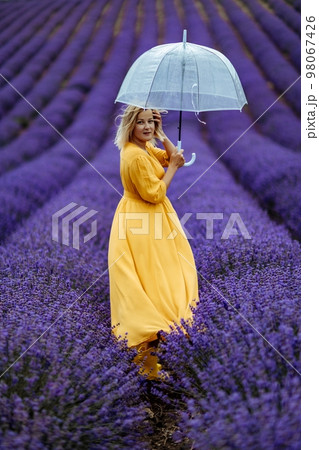A middle-aged woman in a lavender field walks under an umbrella on a rainy day and enjoys aromatherapy. Aromatherapy concept, lavender oil, photo session in lavender A middle-aged woman in a lavender field walks under an umbrella on a rainy day and enjoys aromatherapy. Aromatherapy concept, lavender oil, photo session in lavender 98067426