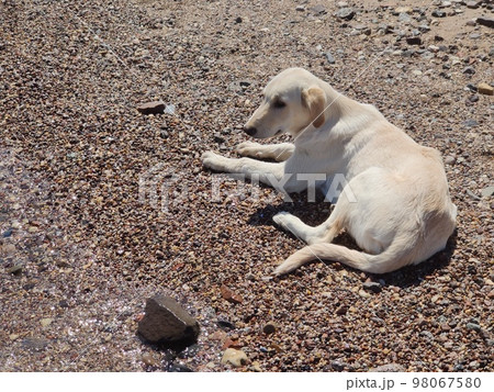 Cute Starry dog playing on the seashore 98067580