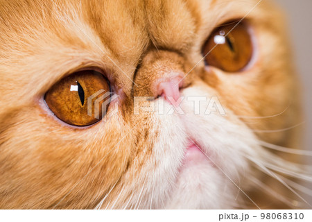 Muzzle of a red fluffy charming Persian breed cat close-up 98068310