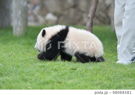 運動場の冒険を開始する桃浜 運動場の冒険を開始する桃浜 98068381
