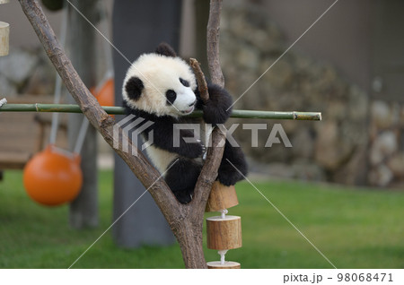 木に登って遊ぶ桜浜 98068471