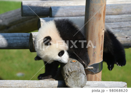 遊具の上で遊ぶ桃浜 遊具の上で遊ぶ桃浜 98068620