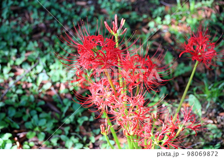 ヒガンバナの花 ヒガンバナの花 98069872