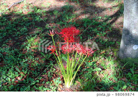 ヒガンバナの花 ヒガンバナの花 98069874