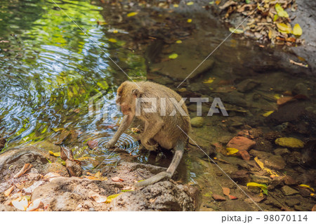 long-tailed macaque, Macaca fascicularis looking for food in the river. The forest of monkeys in Ubud, Bali, Indonesia 98070114