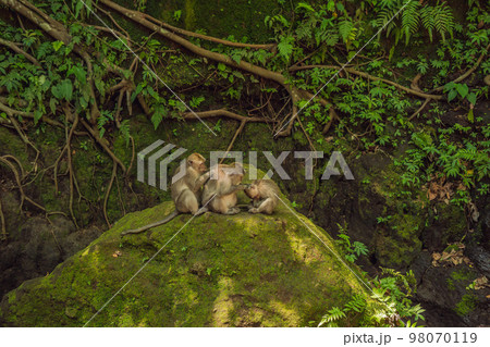 Long-tailed macaques Macaca fascicularis in Sacred Monkey Forest, Ubud, Indonesia Long-tailed macaques Macaca fascicularis in Sacred Monkey Forest, Ubud, Indonesia 98070119
