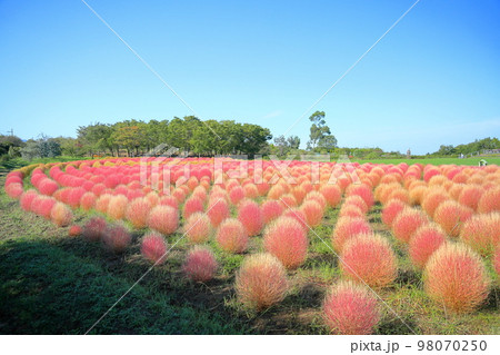 色づく可愛いコキア 98070250