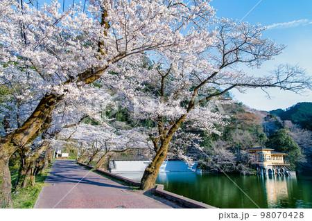 埼玉県 桜満開の鎌北湖 埼玉県 桜満開の鎌北湖 98070428